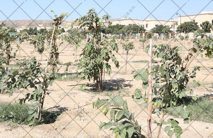 Plot for Sale Bahria Town