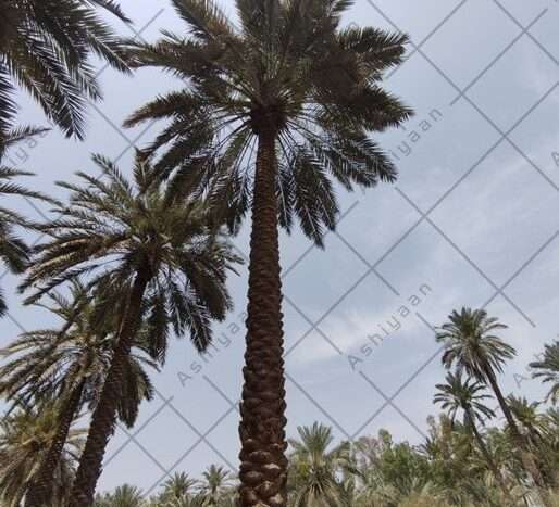 Villa for Sale in Sukkur