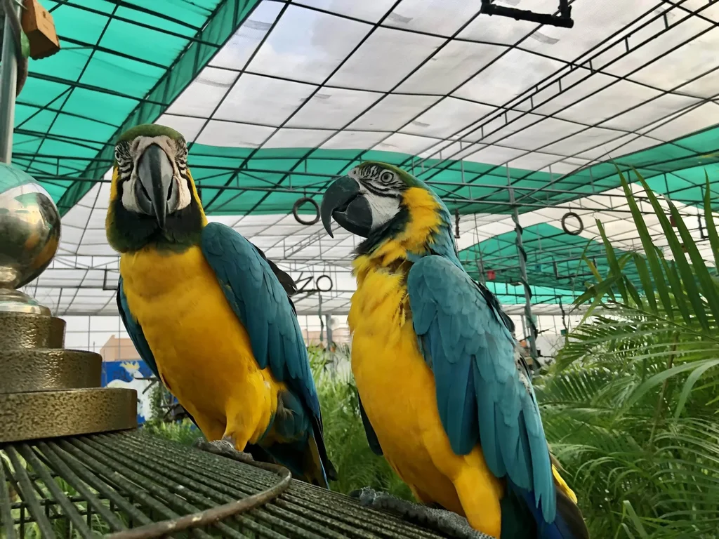 Chirpy Birds Park Bahria Town Karachi; Nature lovers Paradise 1 Chirpy Birds Park Bahria Town Karachi